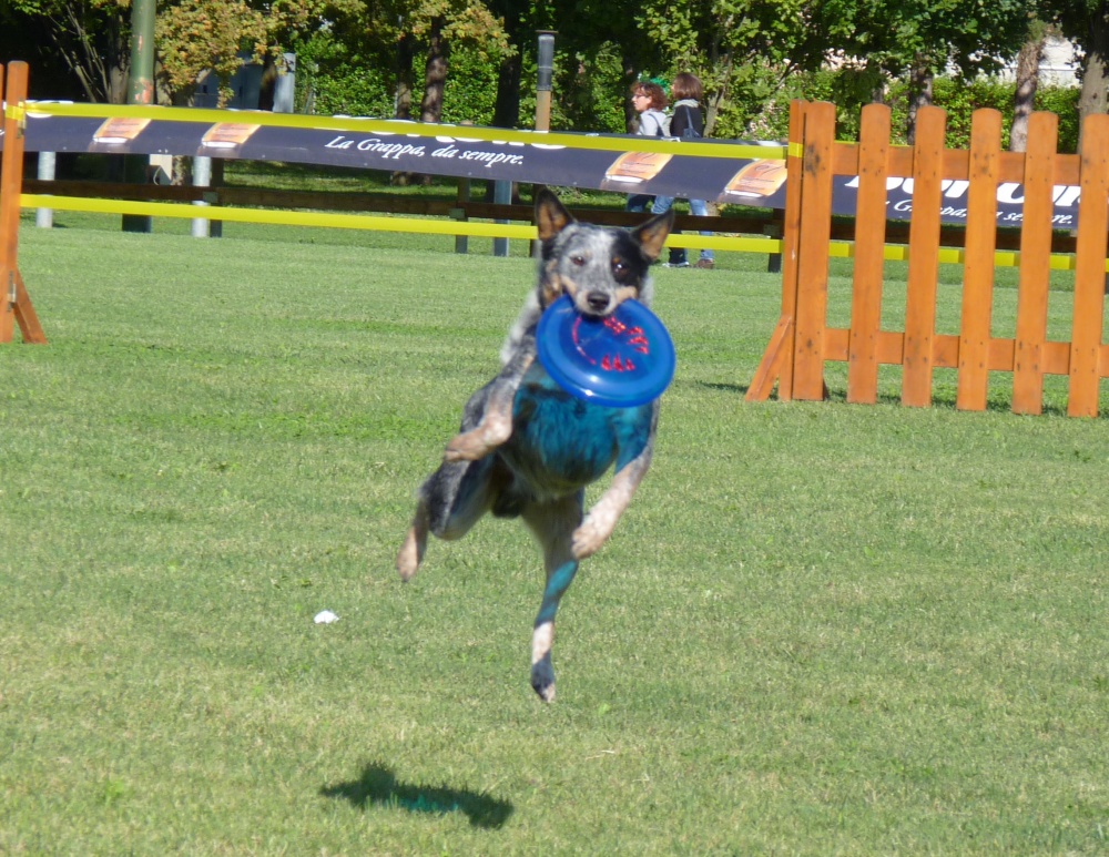 Pavimento in gomma per strutture cinofile e attivita di agility dog