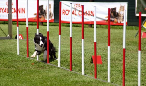 agility dog